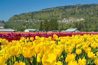 Tulip field in Abbotsford, BC, Canada